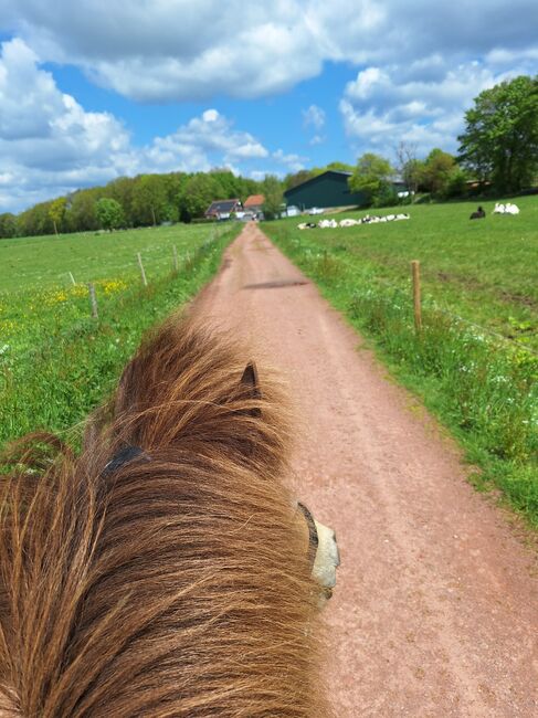 Islandpferd, Islandstute, Birgit, Horses For Sale, Reinsfeld , Image 2