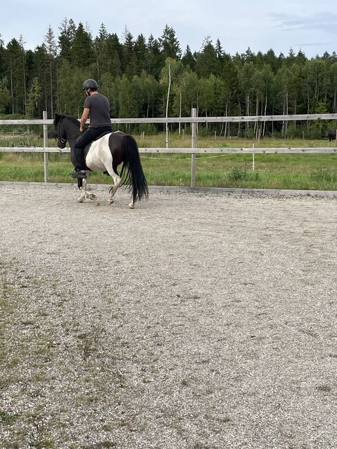 Islandpferd Stute mit Fohlen, Fleur, Horses For Sale, Heiligenkreuz im Lafnitztal, Image 3