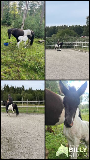 Islandpferd Stute mit Fohlen, Fleur, Horses For Sale, Heiligenkreuz im Lafnitztal, Image 5