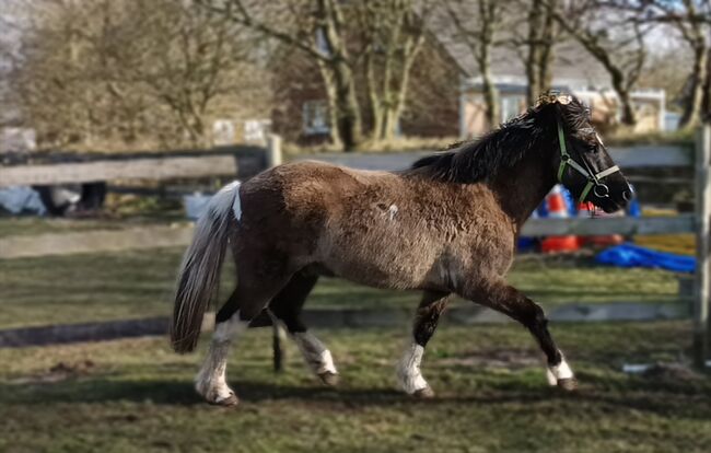 Islandpferd, Sonderfarbe, Wallach 5 J, Sandfuchs, Horses For Sale, Hörup