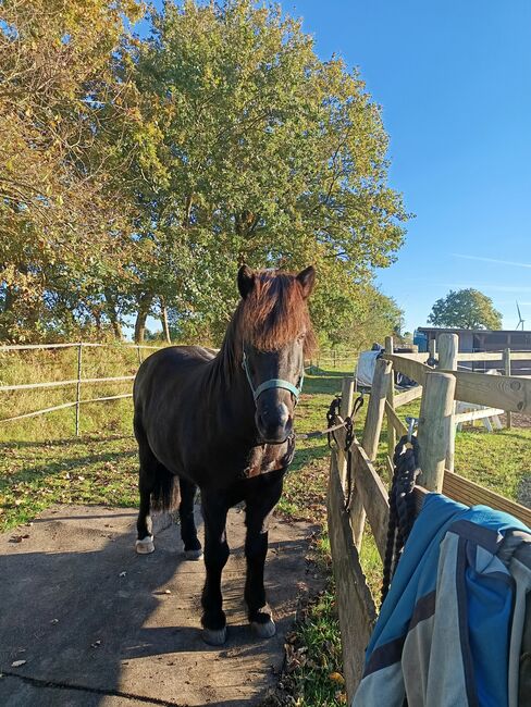 Isländer, Islandpferd mit viel Tölt, Sandfuchs, Horses For Sale, Hörup