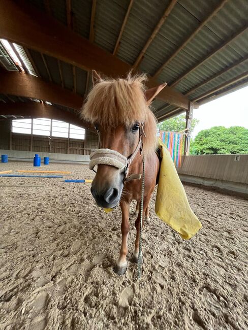 Isländer Stute 5 gängig 9 Jahre top ausgebildet, Ballerina , Horses For Sale, Baunatal , Image 3