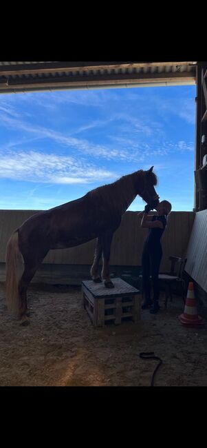 Isländer Stute 5 gängig 9 Jahre top ausgebildet, Ballerina , Horses For Sale, Baunatal , Image 4