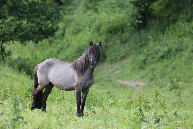 Islandstute Braunfalbe, Annika, Horses For Sale, Fürth, Image 2