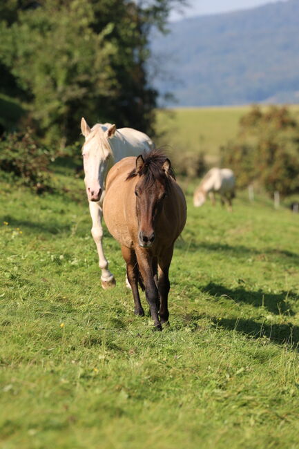 Islandstute Braunfalbe, Annika, Horses For Sale, Fürth, Image 10