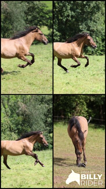 Islandstute Braunfalbe, Annika, Horses For Sale, Fürth, Image 11