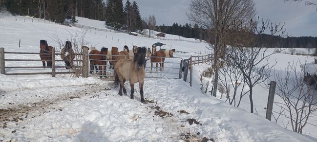 Isländer Stute, Doris , Horses For Sale, Mariapfarr 