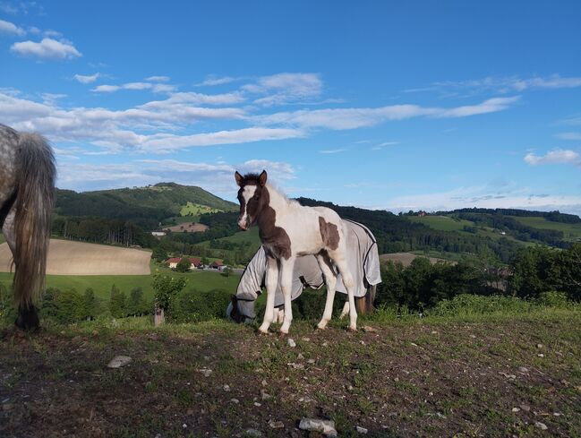 Isländer Stute, Renate Haschek, Horses For Sale, St.Peter/Au, Image 4