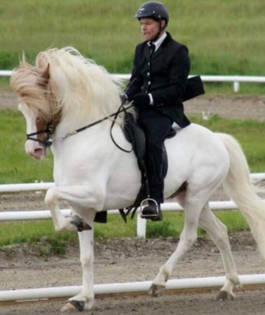 Isländer Stute, Renate Haschek, Horses For Sale, St.Peter/Au, Image 5