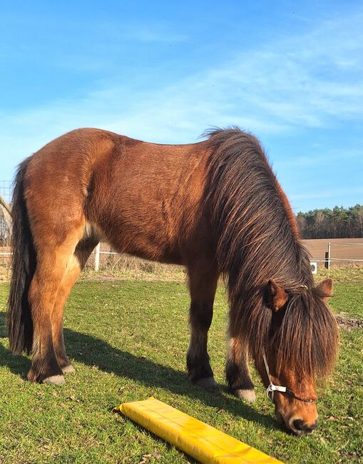 Islandstute. Hübsche 5-Gang Stute, Top-Abstammung, gute Gänge, Mariah, Horses For Sale, Bispingen