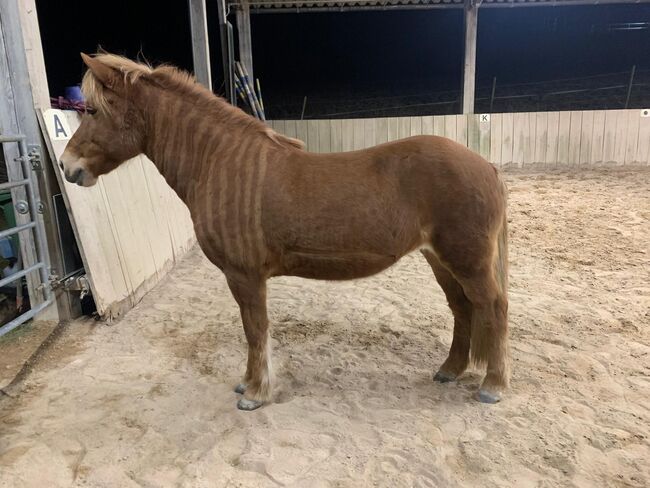 Isländerpfed, Martina Angermeier, Horses For Sale, Weissach, Image 3