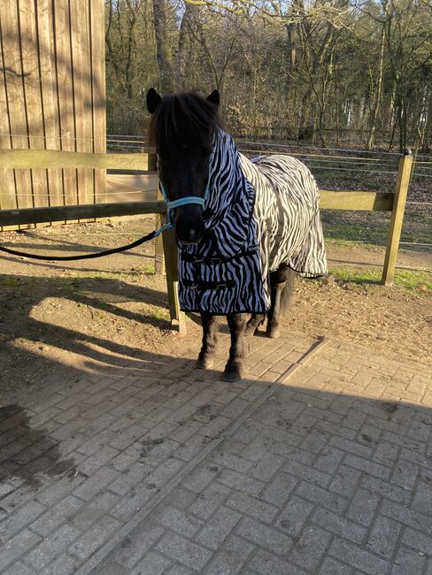 Islandpony, Ulrike Hohnholt, Horses For Sale, Dötlingen, Image 2