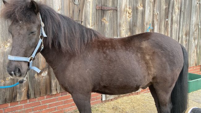 Islandpony, Ulrike Hohnholt, Horses For Sale, Dötlingen, Image 6