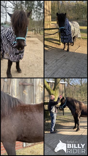 Islandpony, Ulrike Hohnholt, Horses For Sale, Dötlingen, Image 7