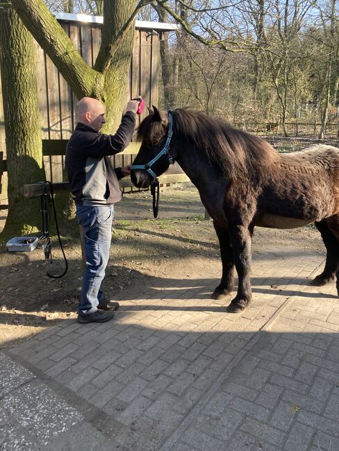 Islandpony, Ulrike Hohnholt, Horses For Sale, Dötlingen, Image 3