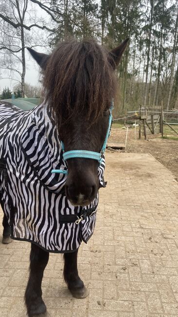 Islandpony, Ulrike Hohnholt, Horses For Sale, Dötlingen