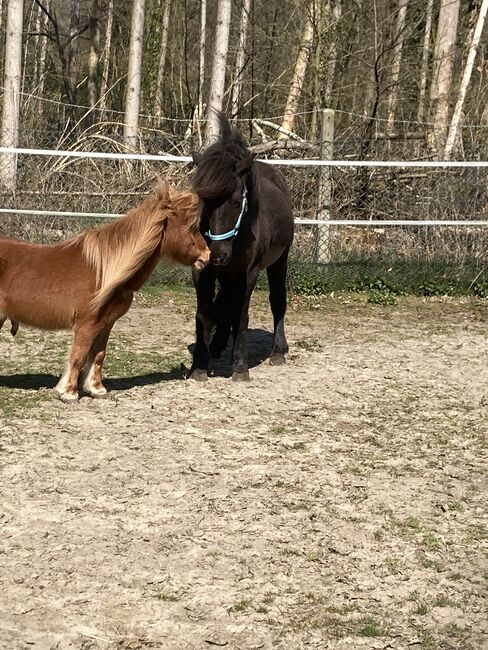 Islandpony, Ulrike Hohnholt, Horses For Sale, Dötlingen, Image 4
