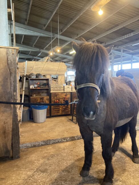 Islandpony, Ulrike Hohnholt, Horses For Sale, Dötlingen, Image 5