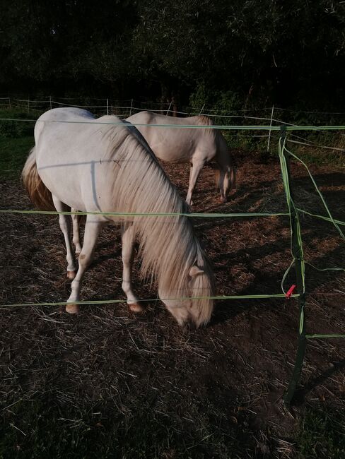 Isländer, Hengst, Islandpferd, Bettina Müller , Horses For Sale, Salzhemmendorf , Image 3