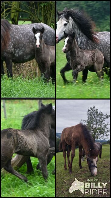 Isländer hengst, Renate Haschek, Horses For Sale, St.Peter/Au, Image 12