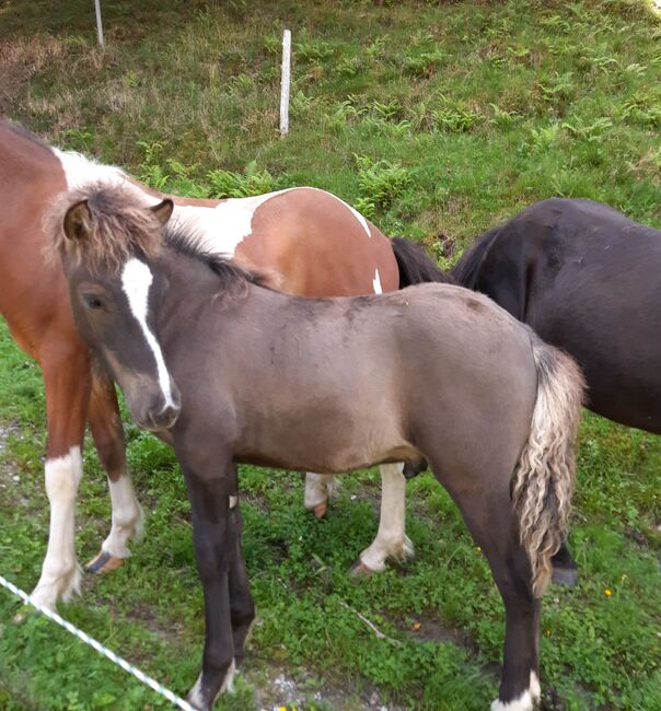 Isländer Jährling, SG, Horses For Sale, Irdning