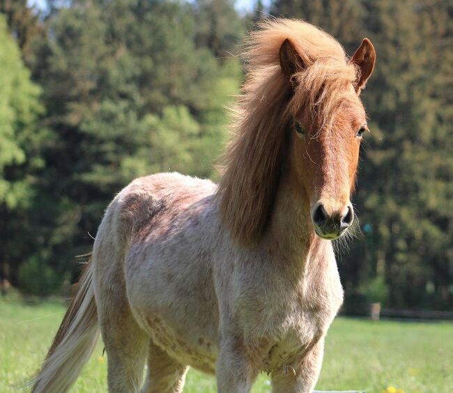 Isländer Jährling mit Top Abstammung / Farbwechsler, Pferdevermittlung Leus (Pferdevermittlung Leus ), Horses For Sale, Soltau