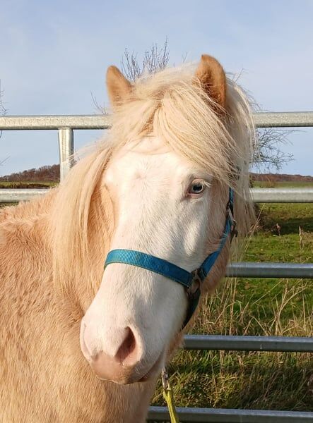 Isländer Jungwallach 3,5 J. späteres potentielles Allround Verlasspferd, Genesis, Horses For Sale, Saarland