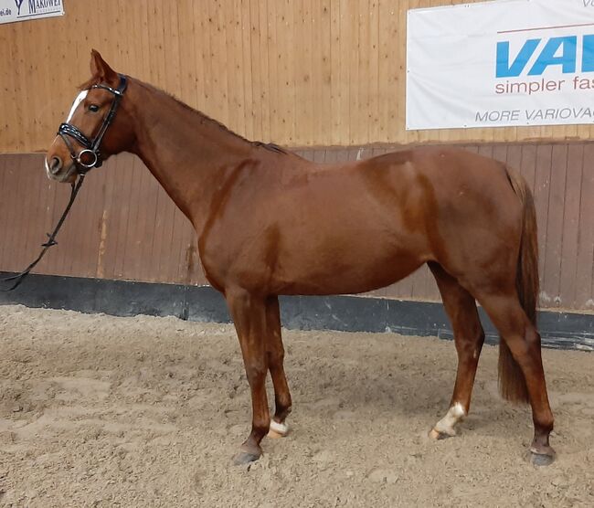 Leistungsbereite Sportlerin zum Durchstarten, A. Fimmel , Horses For Sale, Gadebusch , Image 2