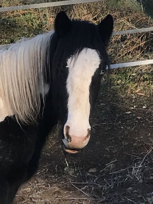 Irish Cob Hengst, 6 Jahre, Verena Amacker, Horses For Sale, Genevrey, Image 5