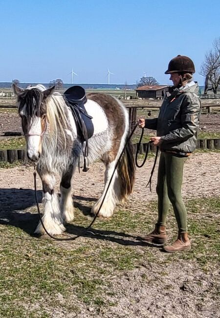 Irish Cob Tinker Wallach Buckskin 3 Jahre, S. S., Horses For Sale, Wittstock , Image 5