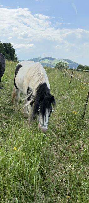 Irish cob, Gloria, Horses For Sale, St.veit/ gölsen 