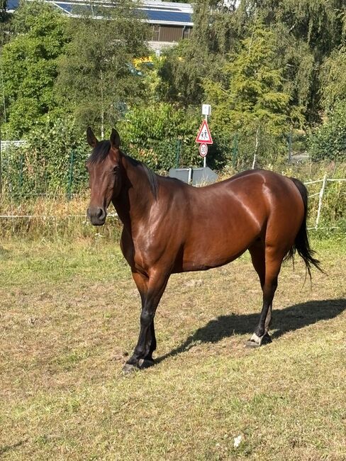 Irish Sport Horse Stute mit Goldcharakter – 10 J. – Allrounderin, Jacqueline , Horses For Sale, Daaden
