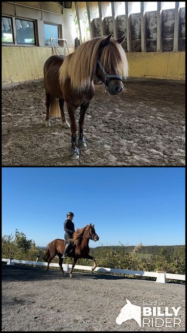 Isländer, Islandpferd, Stute mit gesamten Zubehör, Daria Reichert, Horses For Sale, Beckingen, Image 3