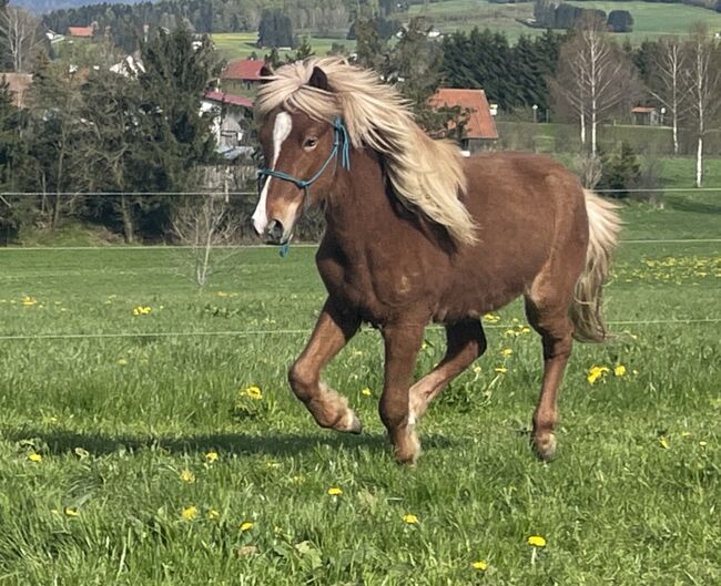 Isländer mit blauem Auge geboren 2021, Maria , Horses For Sale, Jandelsbrunn, Image 2