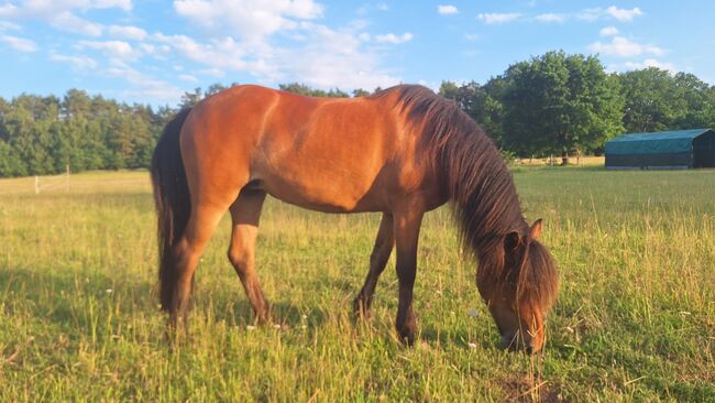 Islandpferd, Stute, hübsch, 5-Gang, Top-Abstammung, leider Ekzem, Mariah, Horses For Sale, Bispingen