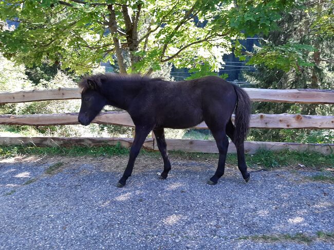 Isländer Stutfohlen, Islandpferdehof Zehrer, Horses For Sale, Flattach, Image 8