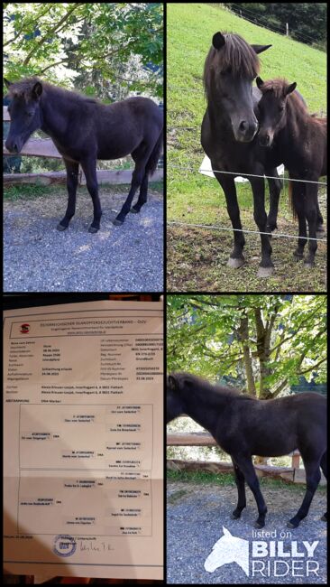 Isländer Stutfohlen, Islandpferdehof Zehrer, Horses For Sale, Flattach, Image 9