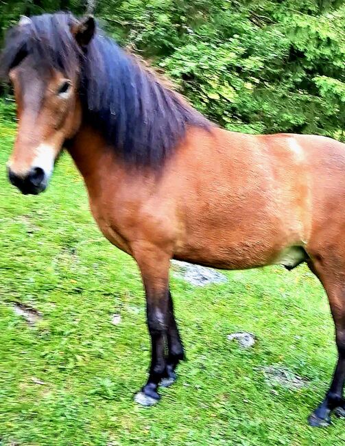 Islandpferd 5 Gänge, Stella, Horses For Sale, Kitzbühel 