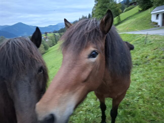 Islandpferd, Stella, Horses For Sale, Kitzbühel 