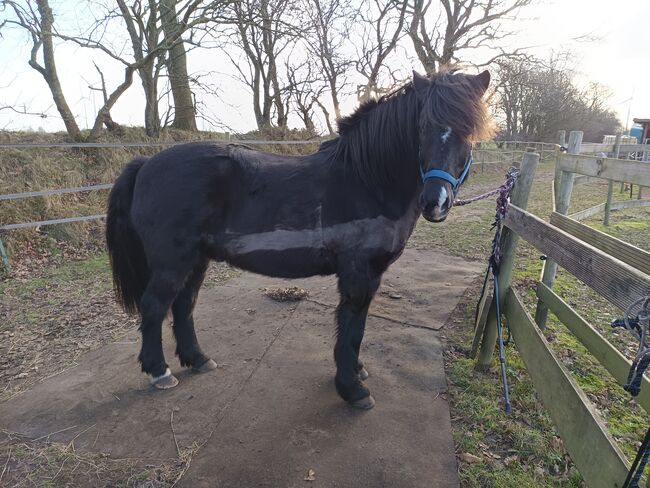 Isländer,Islandpferd, Sandfuchs, Horses For Sale, Hörup