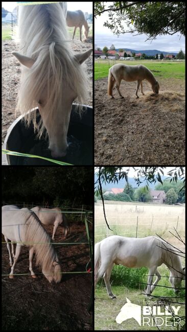 Isländer, Islandpferd, Bettina Müller , Horses For Sale, Salzhemmendorf , Image 5