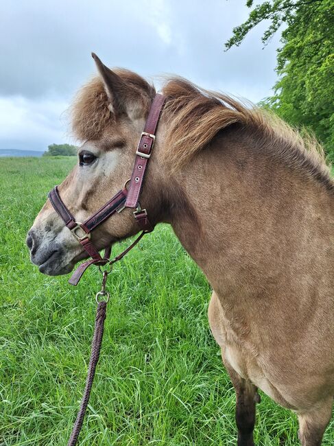 Islandpferd, Islandstute, Birgit, Horses For Sale, Reinsfeld , Image 2