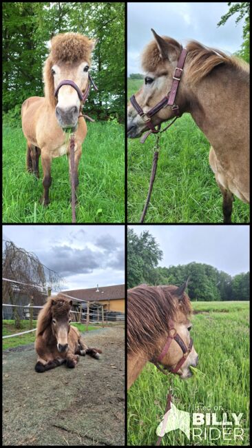 Islandpferd, Islandstute, Birgit, Horses For Sale, Reinsfeld , Image 9