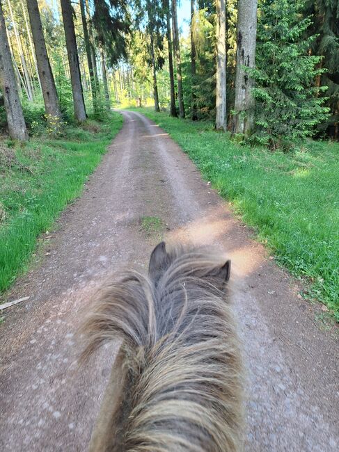 Islandpferd, Islandstute, Birgit, Horses For Sale, Reinsfeld , Image 8