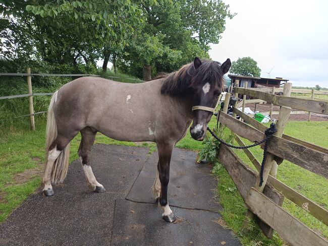 Islandpferd, Isländer Wallach 5J, Sandfuchs, Horses For Sale, Hörup