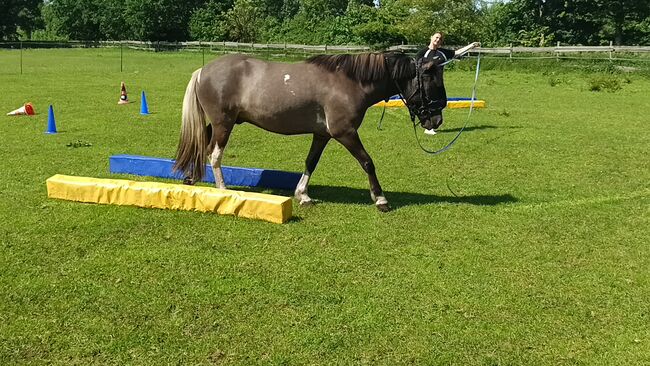 Islandpferd, Isländer Wallach 5J, Sandfuchs, Horses For Sale, Hörup, Image 2