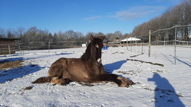 Islandpferd, Isländer Wallach 5J, Sandfuchs, Horses For Sale, Hörup, Image 10