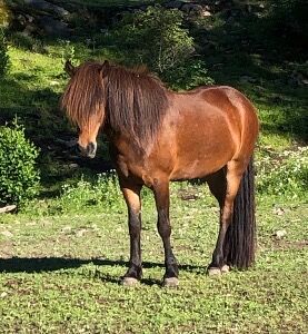 Islandpferd Stute Reitpferd, Fleur, Horses For Sale, Heiligenkreuz im Lafnitztal, Image 5