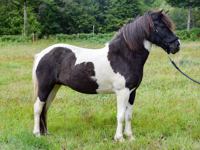 Islandpferd Stute  Rapp– Schecke, Tanja Hoffmann , Horses For Sale, Netphen