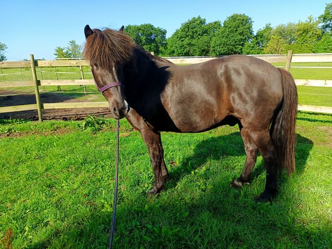 Isländer, Islandpferd Wallach 140Stkm, Sandfuchs, Horses For Sale, Hörup, Image 2